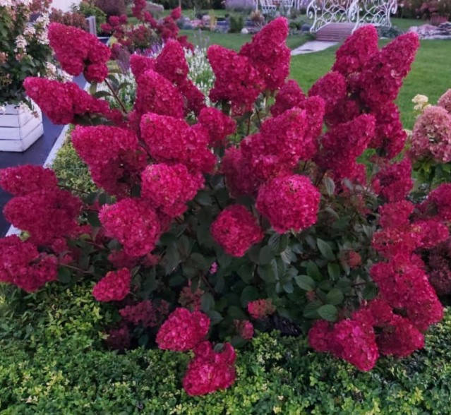 

Гортензия метельчатая Ренсам, Самарская Лидия, С3 / Hydrangea paniculata Rensam