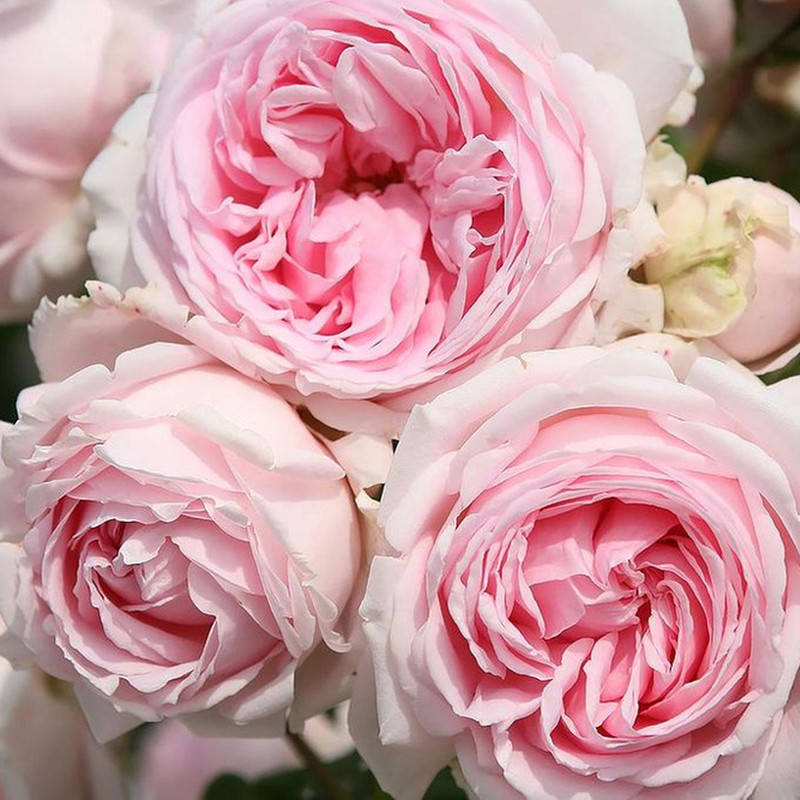 

Велленшпиль (Wellenspiel)