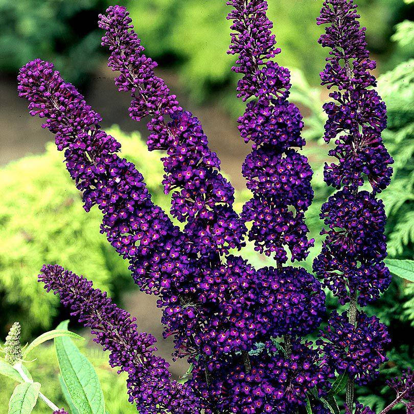 

Буддлея Давида Блек найт, Buddleja davidii Black Knight