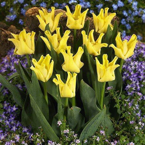 

Тюльпан Yellow Crown (луковицы) 3 шт