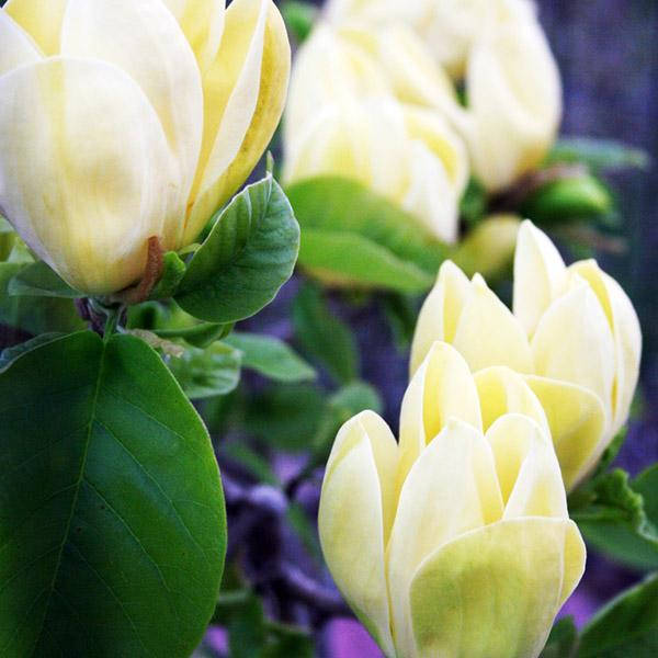 

Магнолия 4-летняя "Yellow Latern"(висота 150 см)