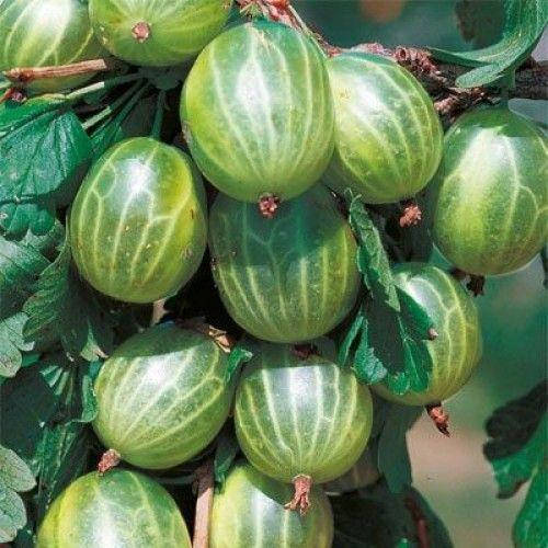 

Крыжовник Инквинта