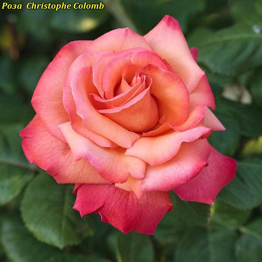 

Роза Christophe Colomb (Христофор Колумб)