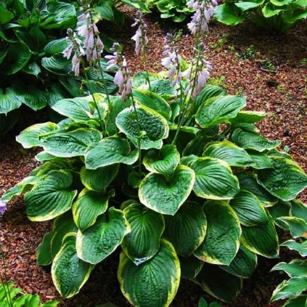 

Саженец Хоста Christmas Tree