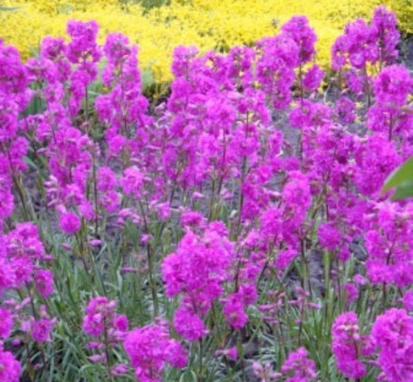 

Лихнис (смолка)