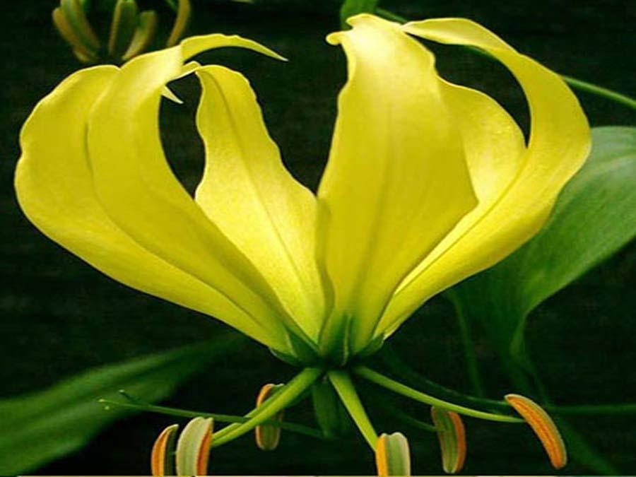 

Глориоза роскошная желтая - Gloriosa superba 'Yellow' семена, Желтый