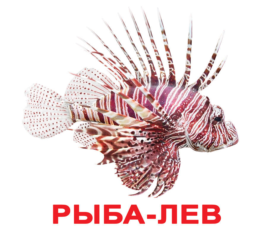 

Обитатели воды. Карточки Домана. Вундеркинд с пелёнок. Ламинированные