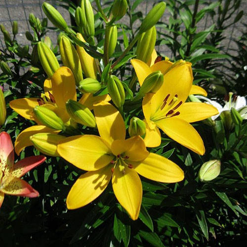 

Луковицы Лилия Pavia