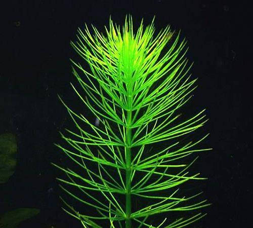 

Аквариумное растение гидротрихе