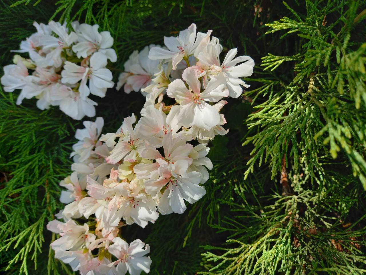 

Honeywood Suzanne (77)