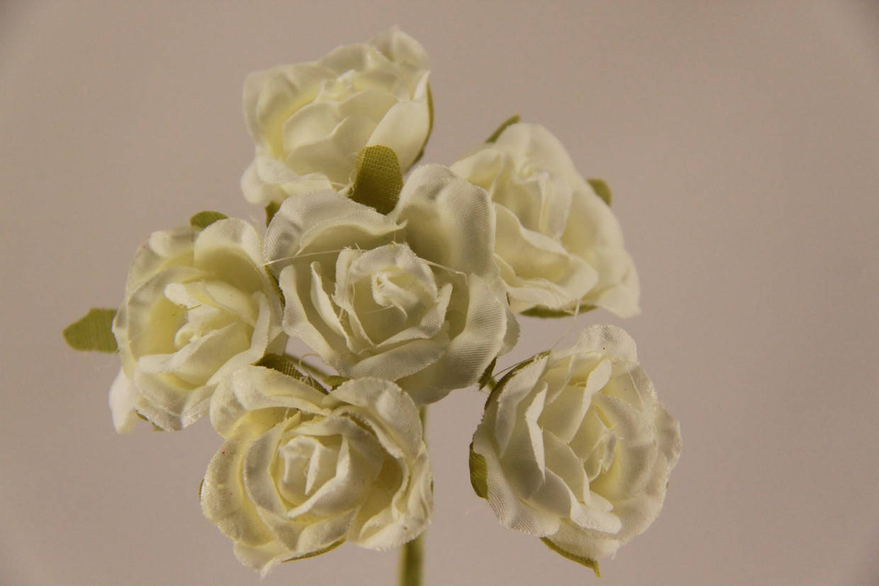 

5634-1-13 шампань