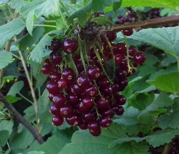 

Вишневая смородина ВИКСНЕ