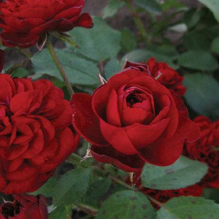 

Роза бордюрная Кордула
