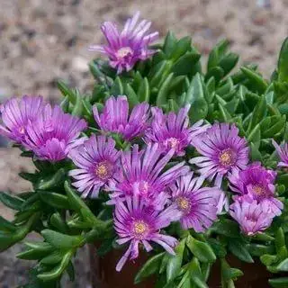 

Делосперма Sundella Lavender