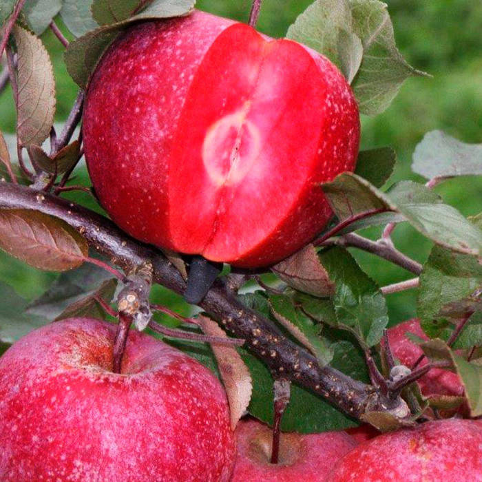 

Яблоня Джеромини, Саженец