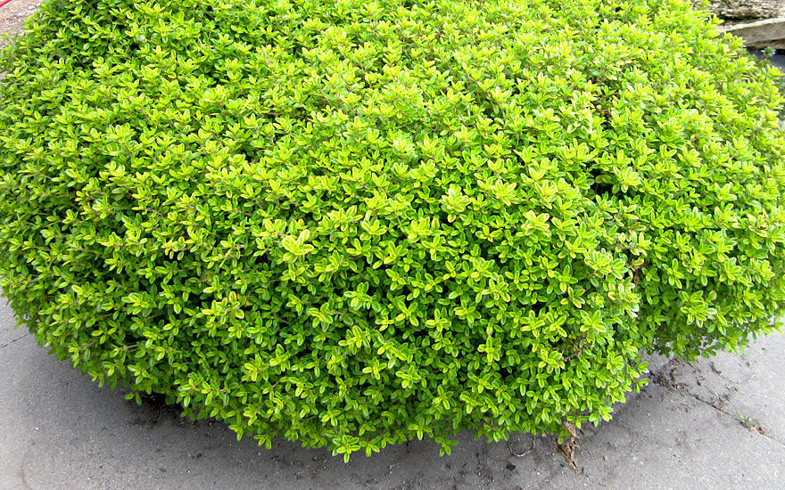 

Тимьян лимоннопахнущий ''Aureus''