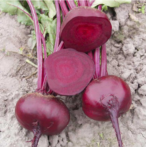 

ВОДАН F1 - семена свеклы столовой PR, 50 000 семян, Bejo Zaden