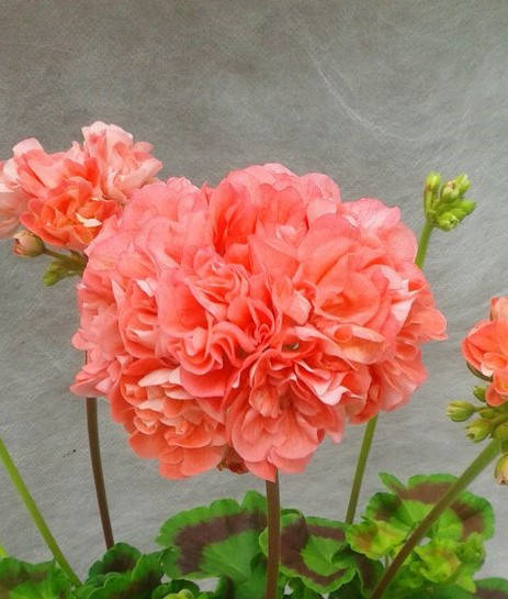 

Пеларгония зональная Powder Puff