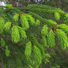 

Ель европейская, Picea abies