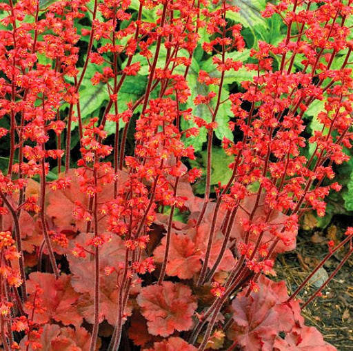 

Гейхера Cherry Cola 1 рік, Гейхера Чери Кола, Heuchera Cherry Cola