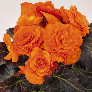 

Бегония клубневая 10 шт Голландия Limitless Orange