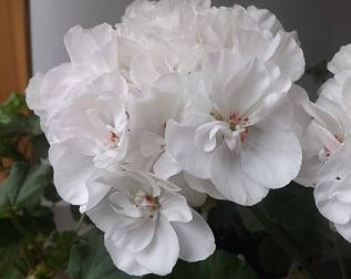 

Пеларгония Brixworth Pearl