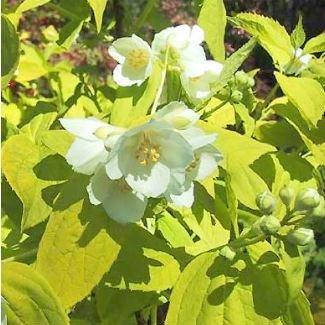 

Чубушник Yellow Cab (саженцы)