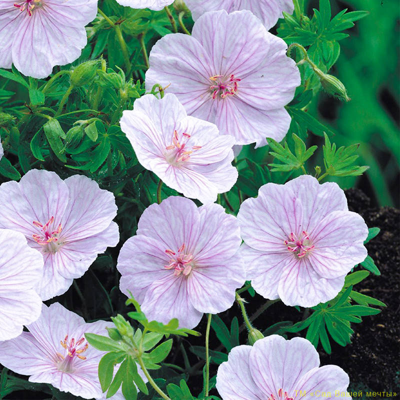 

Герань кроваво-красная 'Striatum'. Контейнер 1,5 л