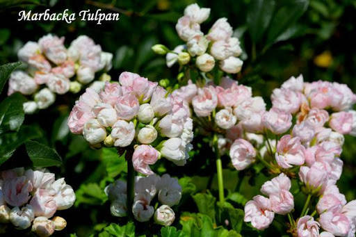 

Marbacka Tulpan (50)