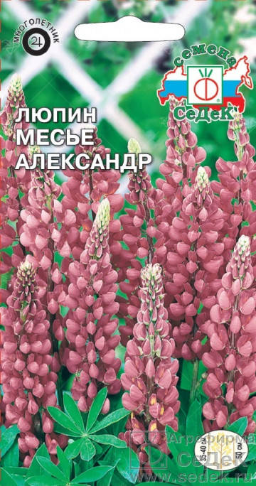 

Семена Люпин многолетний Месье Александр 0,2 грамма Седек, Розовый