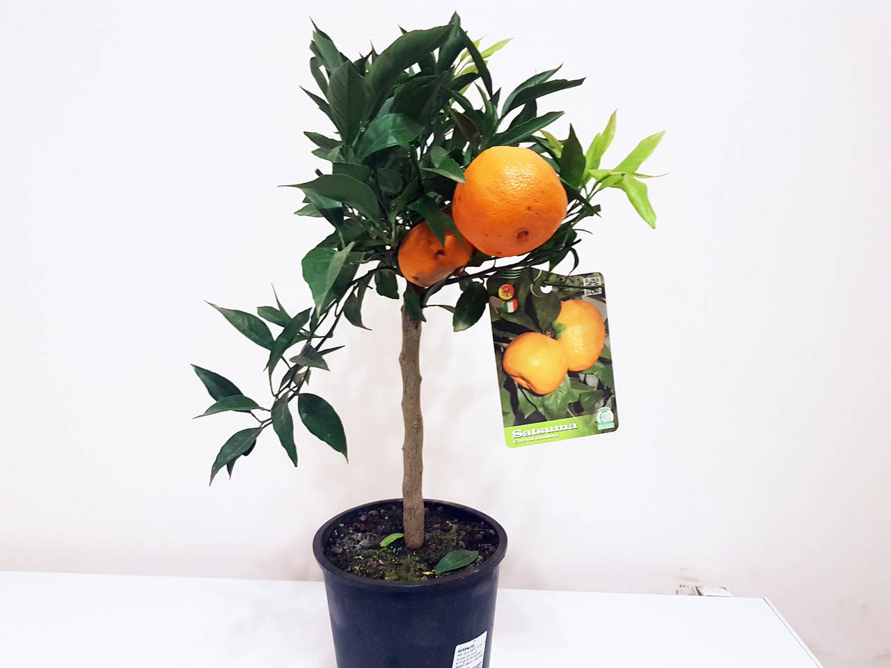 

Мандарин Сатсума (Satsuma) 20-25 см. Комнатный