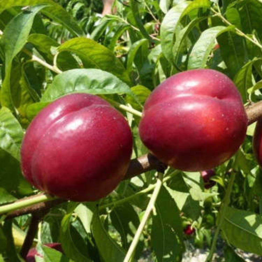 

Персик-Нектарин Старк Ред Голд