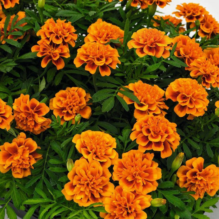 

Семена бархатцев Super Hero 10 шт Benary Германия Orange Bee