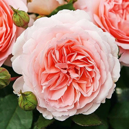 

Роза Marchenzauber (саженец)