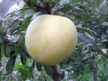 

Саджанці аличі (диплоїдної сливи) Голден Плумза (Golden Plumza)