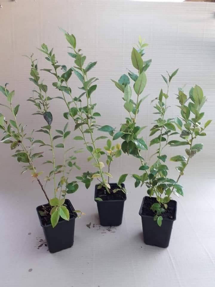 

Саджанці лохини 2.5 роки.