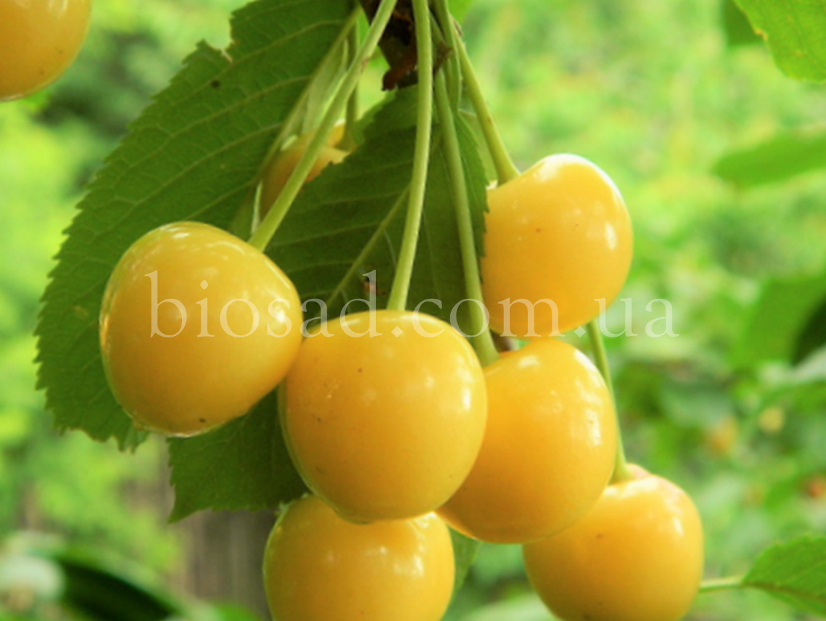 

Черешня Дрогана Желтая (Drogana) ЗКС