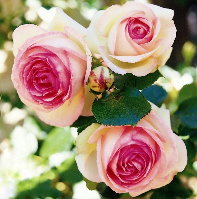 

Саженцы плетистой розы "Eden Rose" (Эден Роуз)