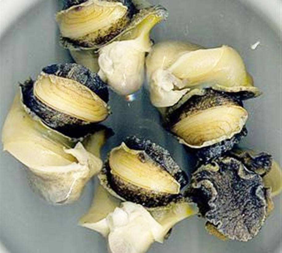 

Рапана, мясо рапаны вареномороженое