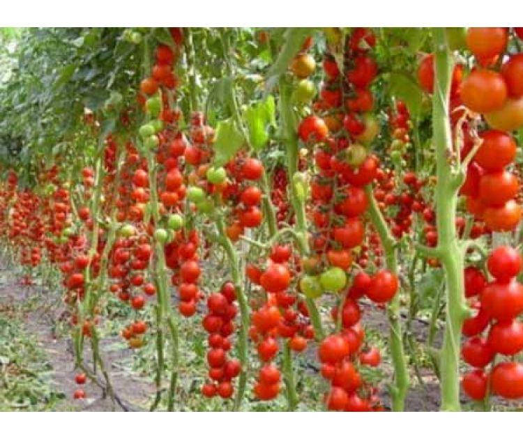 

Семена Томат красный ранний Голландия