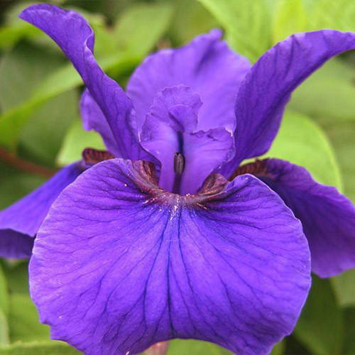 

Ірис Siberica Rosebud Melody