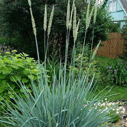 

Колосняк песчаный. ОКС в упаковке