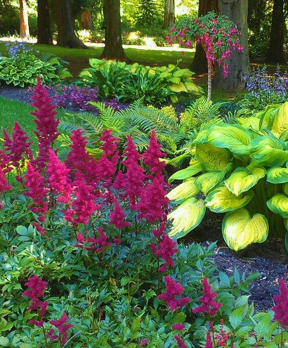 

Многолетние цветы для тенистого участка Микс 5 саженцев ( саженцы р9 )