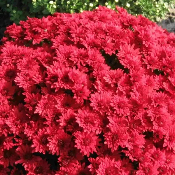 

Хризантема дрібноквіткова горшкова Camina Red