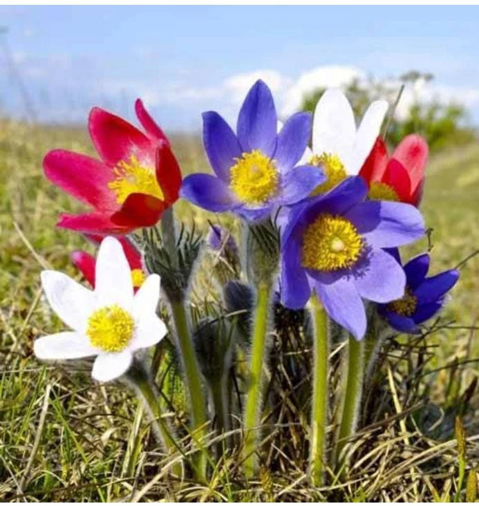 

Сон-трава/Сон розкри́тий/Простре́л раскры́тый /Pulsatilla patens,р9 горщик