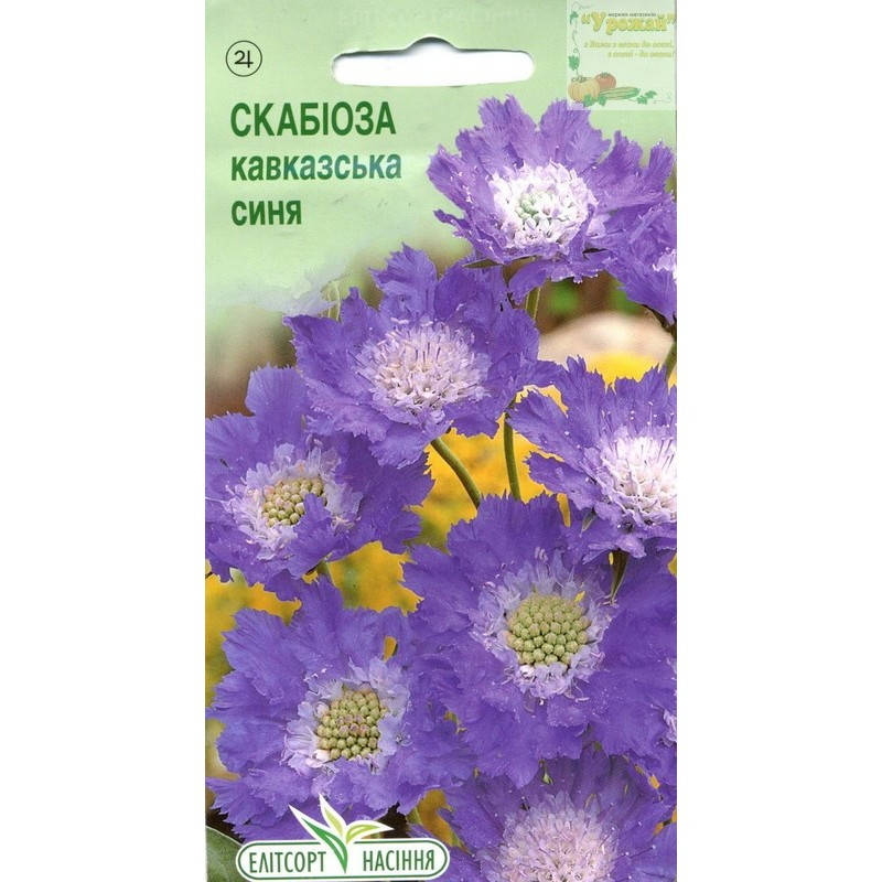 

Семена цветы Скабиоза кавказская синяя, 10 семян, Синий