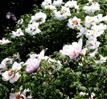 

Древовидный пион, виды 3года