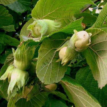 

Саженец фундука КОСФОРД (Cosford) - средний, высокорослый