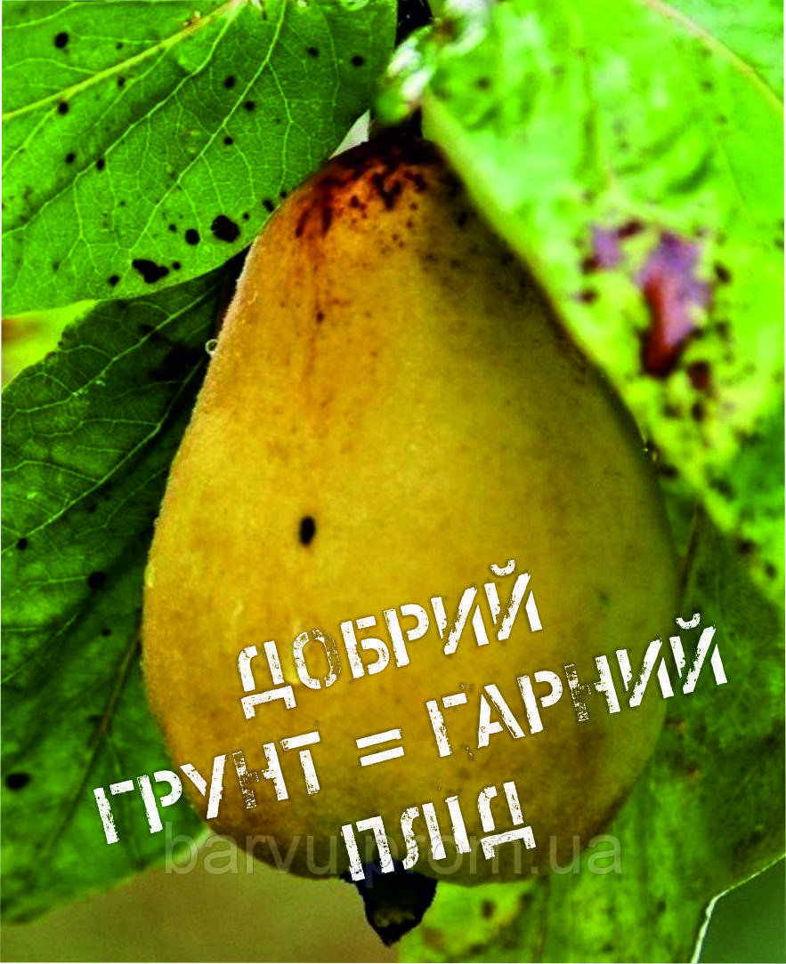 

Міні-листівка: Добрий грунт = гарний плід #175