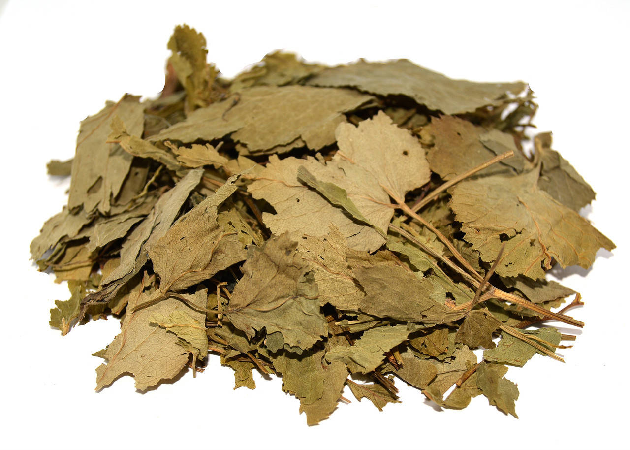 

Сныть обыкновенная трава